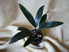 Anubias angustifolia